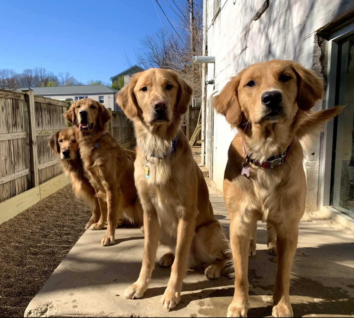 Daisy, Tucker, Harbor, & Matilda 