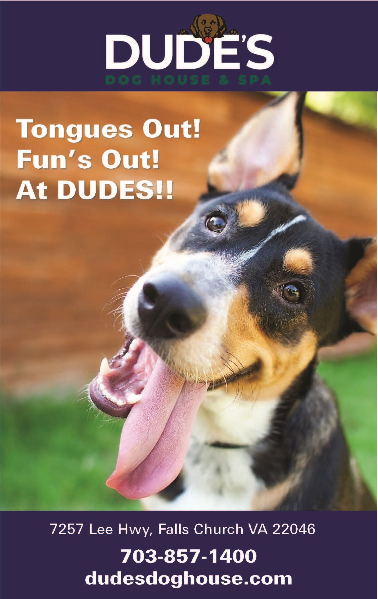 Happy dog with tongue out, promotional flyer.